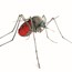 Mosquito Animation